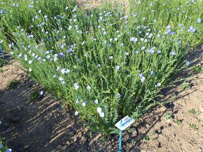 Click for 1 image(s) for this accession.